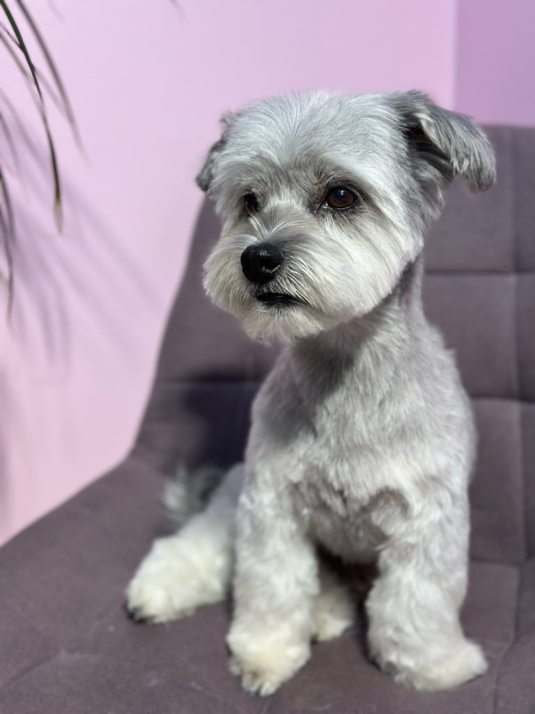 Сірий ши-цу з висячими вушками сидить на фіолетовому кріслі в рожевій кімнаті