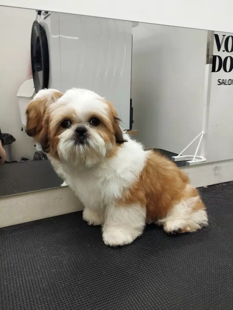 Цуценя ши-цу притулилось до прямокутного дзеркала у грумерській