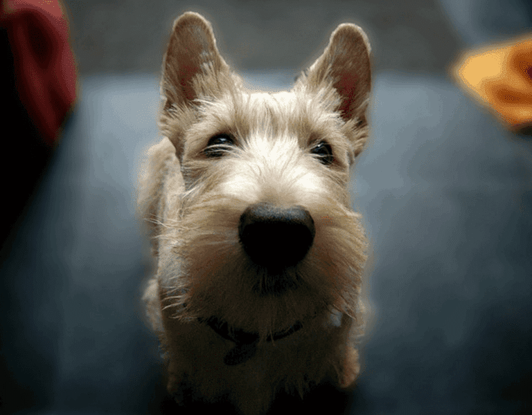 Скотч тер'єр підняв голову так, що чорний ніс здається надзвичайно великим в порівнянні з очима