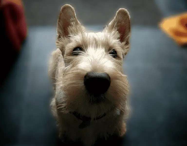 Скотч тер'єр підняв голову так, що чорний ніс здається надзвичайно великим в порівнянні з очима