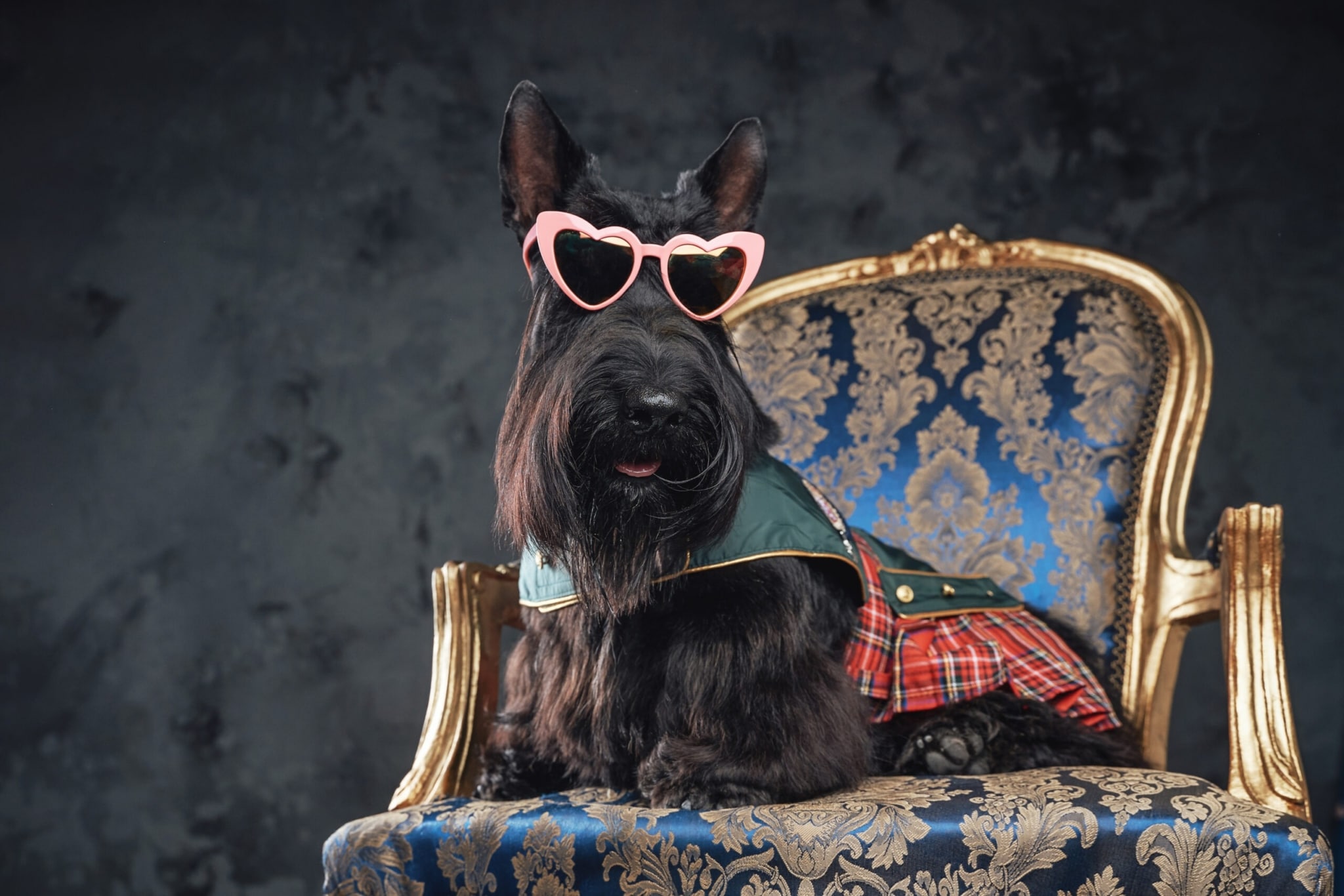 Скотч тер'єр в рожевих окулярах сидить на золотому кріслі з синьою тканиною
