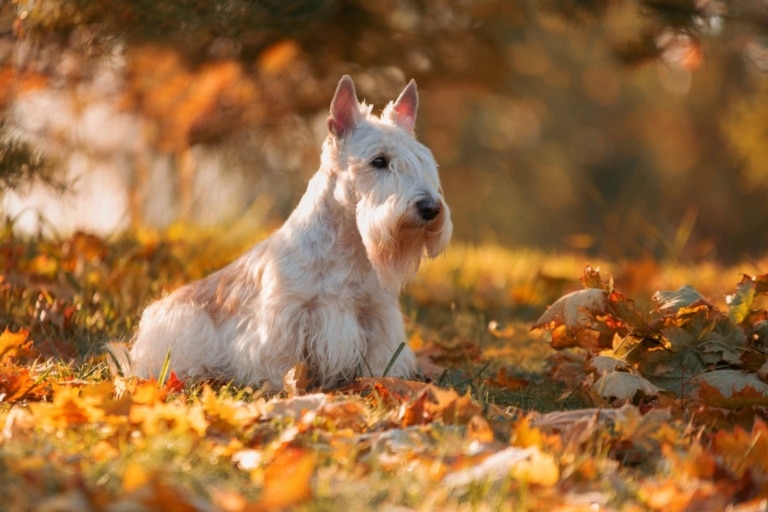 Майже білий скотч тер'єр сидить серед золотого листя, що опадає з дерев осіннім днем