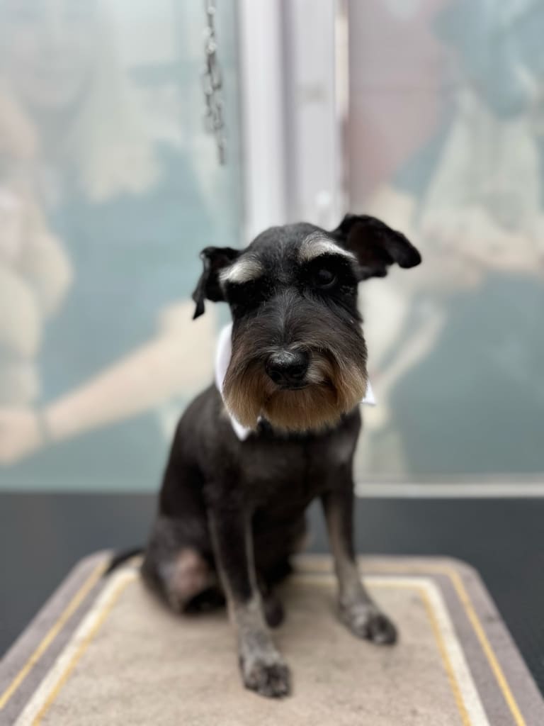 Цверг з білими бровами сидить на килимку, повному короткої стриженої шерсті