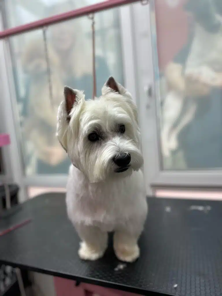 Вест з поголеними кінчиками вух має білу, гарну вищипану шерсть після візиту до грумера