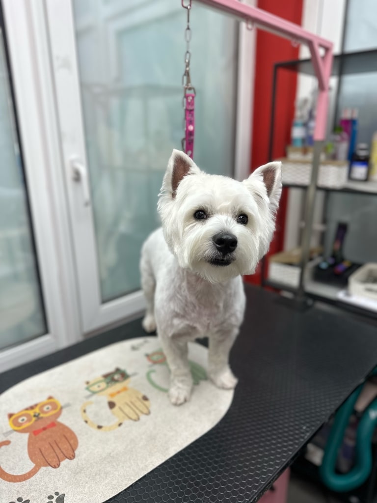 Після стрижки вест має короткий корпус та трошки шерсті по краю вушок