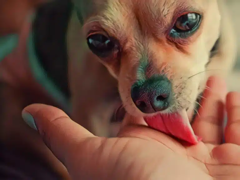 Пес з великими чорними очима та носом вилизує долоню людини