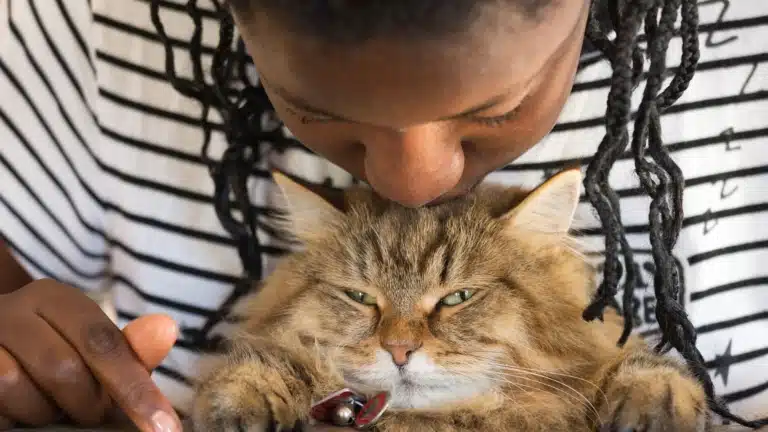 Дівчина з дрібними кісками цілує у маківку коричневого кота