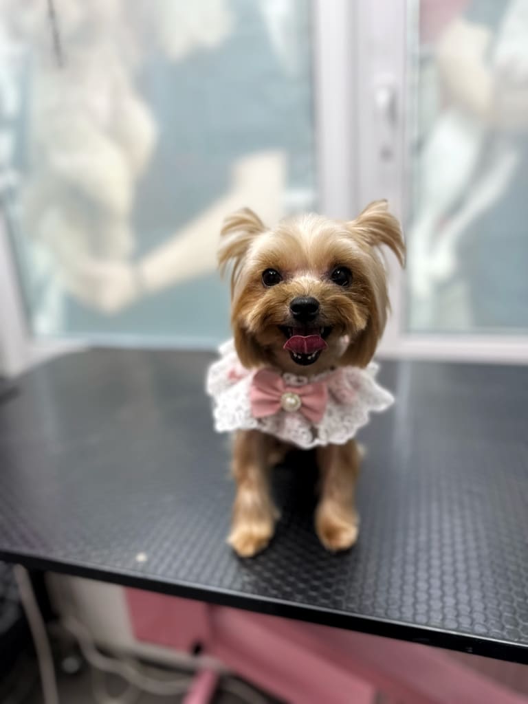 Мереживний комір з рожевим бантиком прикрив тулуб підстриженого йорка