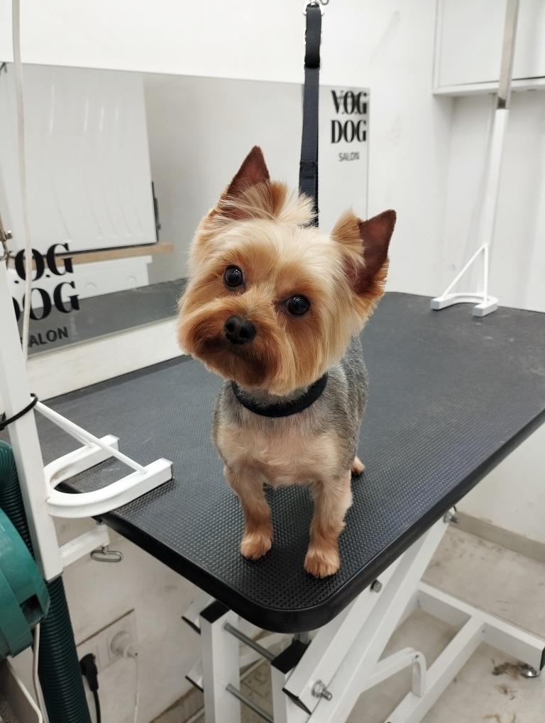 Йорк стоїть на краю столу та дивиться в камеру, трохи нахиливши голову