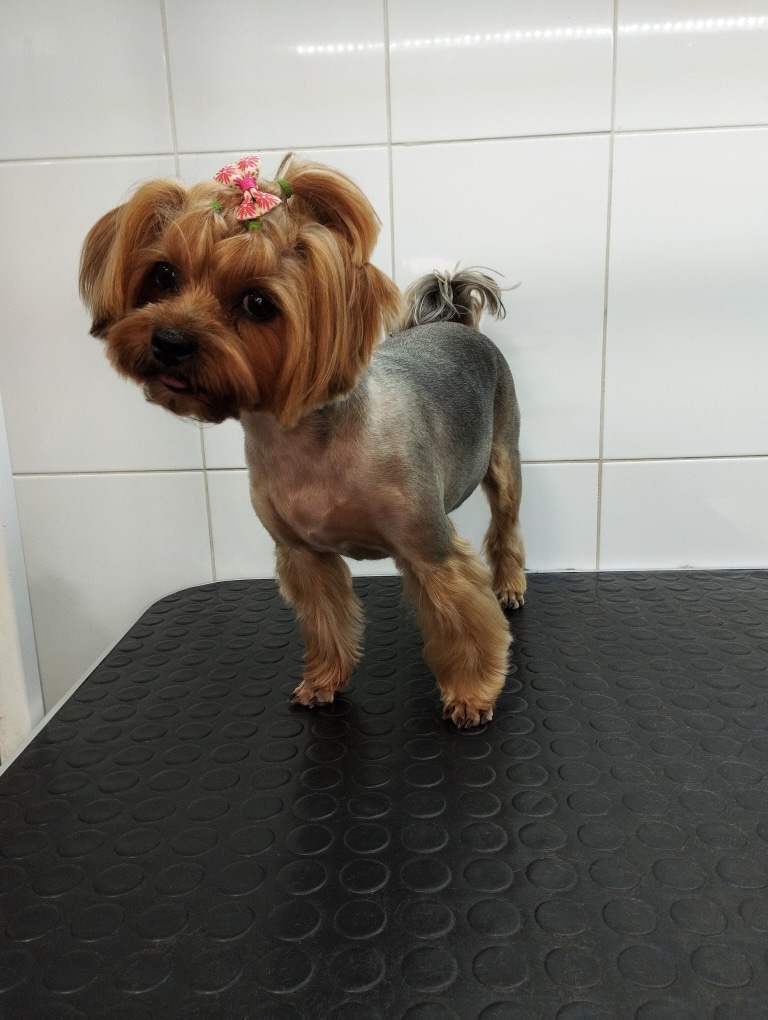 Йорк з максимально коротким корпусом має зачіску на голові з використанням зелених резинок