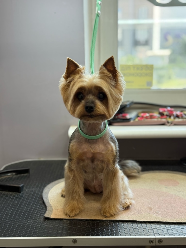 Вушка йорка після гоління грумером мають трикутну форму