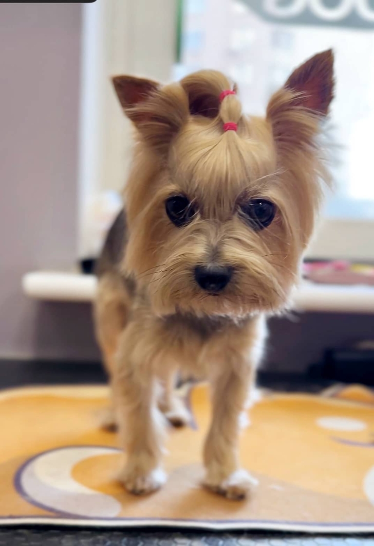 Для заплетеного топ кнота у йорка грумер використав рожеві резинки