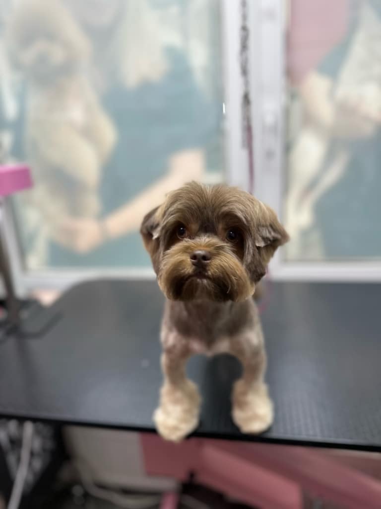 Йорк з коричневим кольором шерсті має бежеві черевички, які вдало оформив грумер під час стрижки