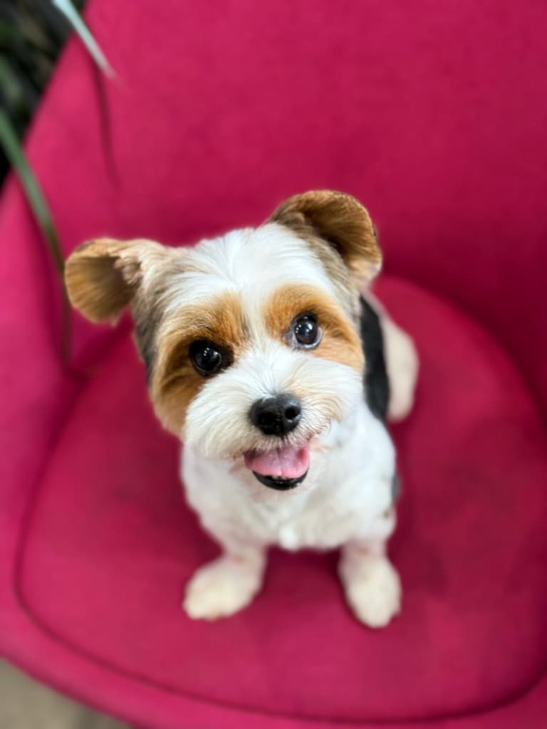 На кріслі, на якому сидить бівер-йорк, лежать зелені довгі листочки вазона