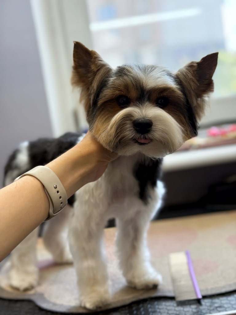 На білій шиї бівер-йорка є ділянка з чорною шерстю, як і по всій спинці