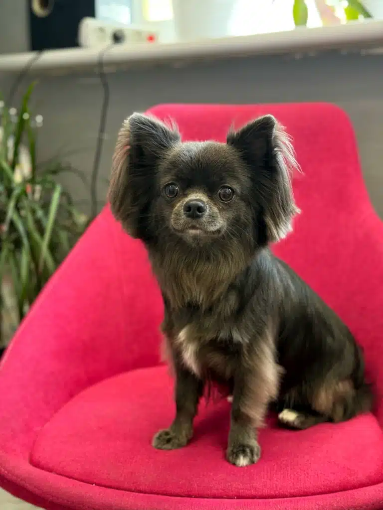 Довгошерстий чихуахуа коричневого кольору сидить на малиновому стільці біля вазона