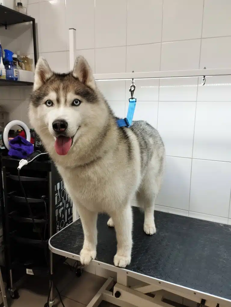 Хаскі на блакитній рінговці стоїть поруч зі стендом з грумерськими інструментами та засобами