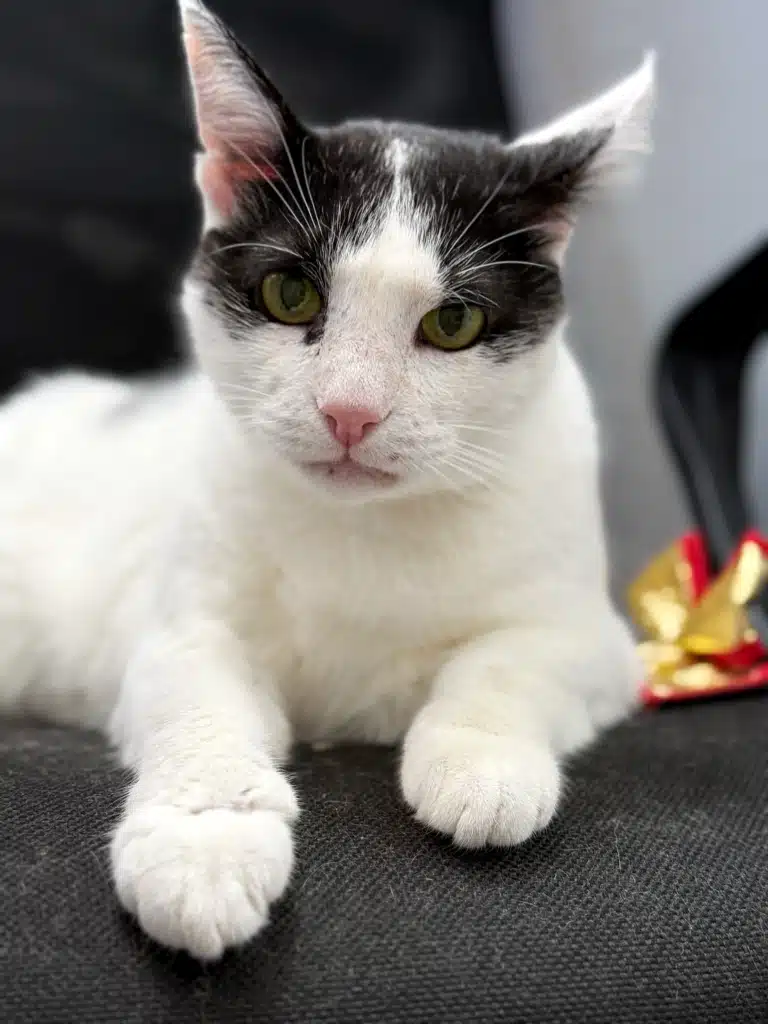 Білий кіт має чорну шерсть від очей до вушок