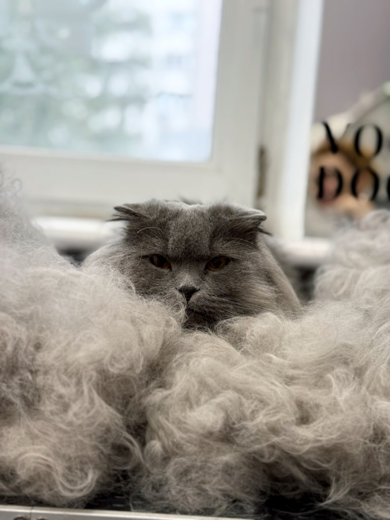 Кіт сидить серед свого вичесаного підшерстя, як в диму