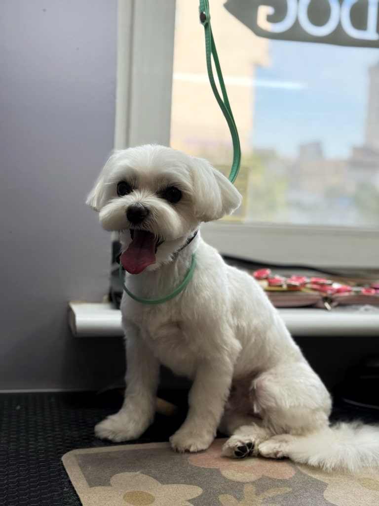 Мальтезе на зеленій ринговці притулився до білого підвіконня у грумерській