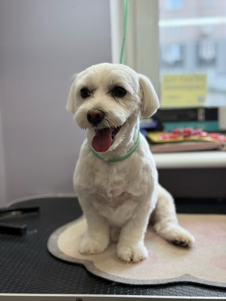 Коротко підстрижений мальтезе має короткі вушка та вуса