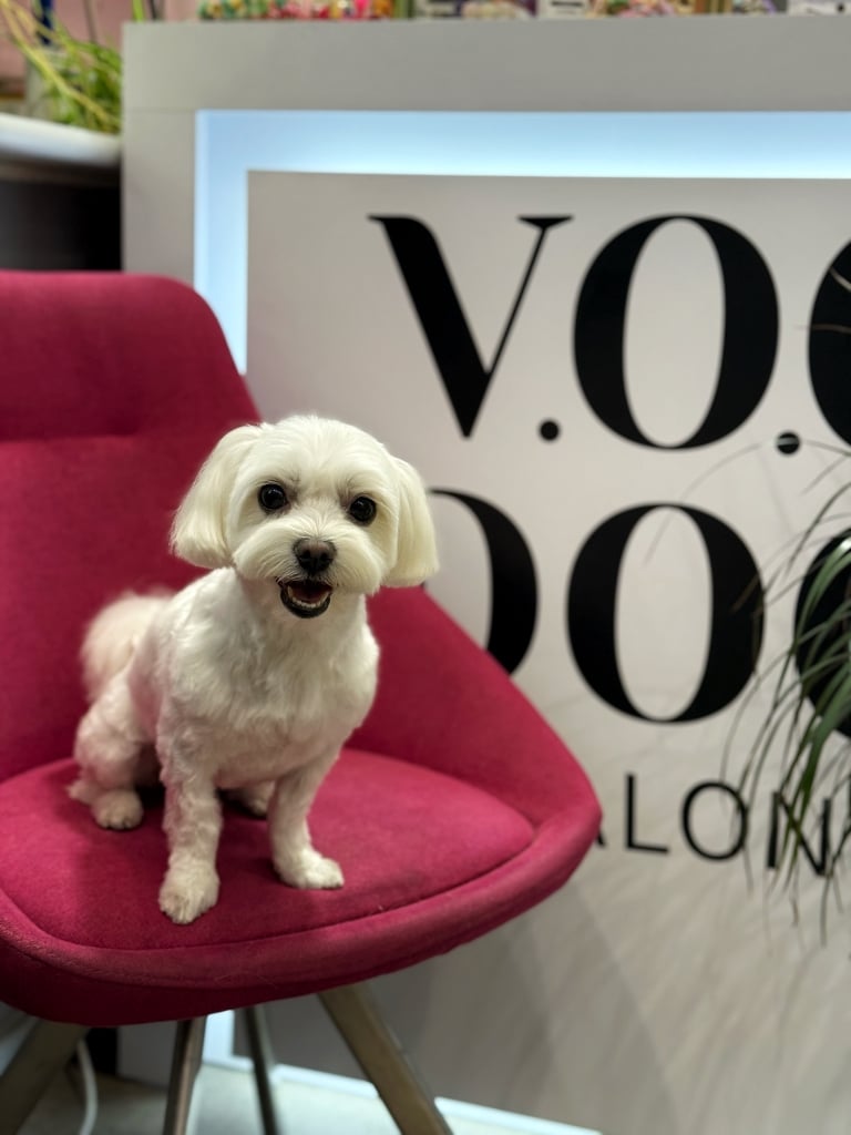 Мальтезе сидить на рожевому стільці з дерев'яними ніжками біля приймальні грумінг-салону