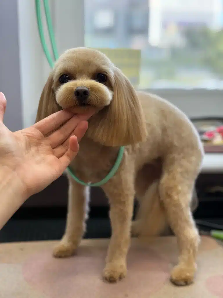 Грумер підійняв голову мальтіпу, демонструючи стрижку голови з вушками