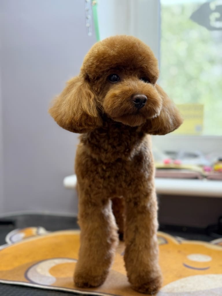 У коричневого мальтіпу майстер постарався зробити круглу шапочку, плюшку та зріз вушок