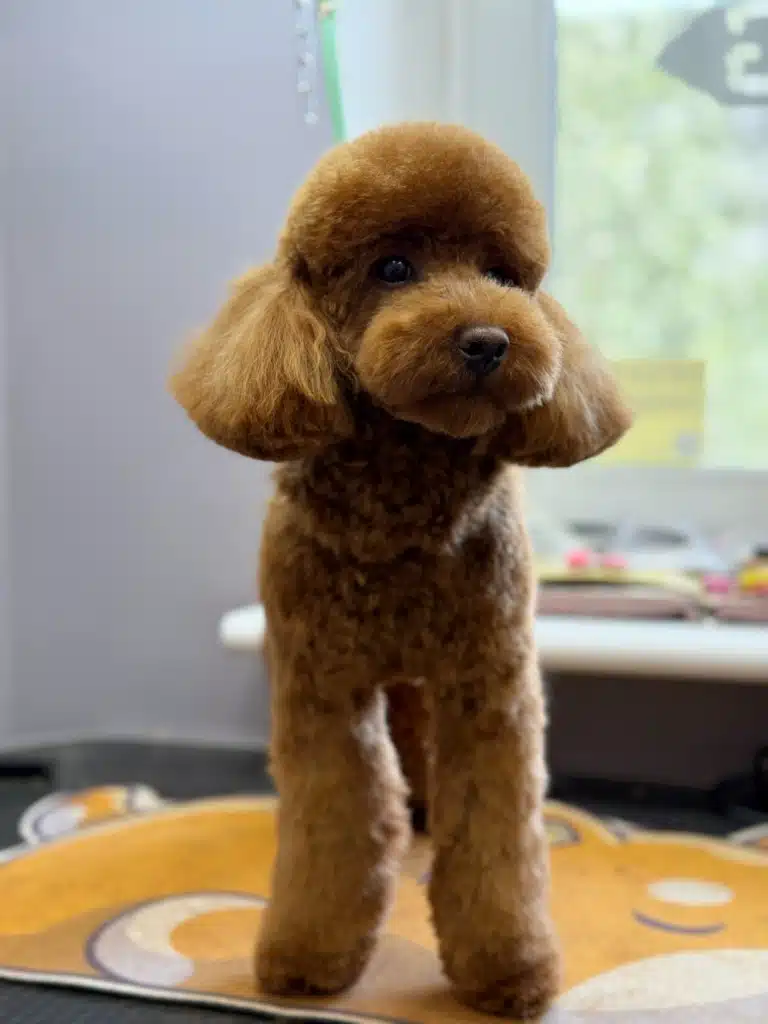 У коричневого мальтіпу майстер постарався зробити круглу шапочку, плюшку та зріз вушок