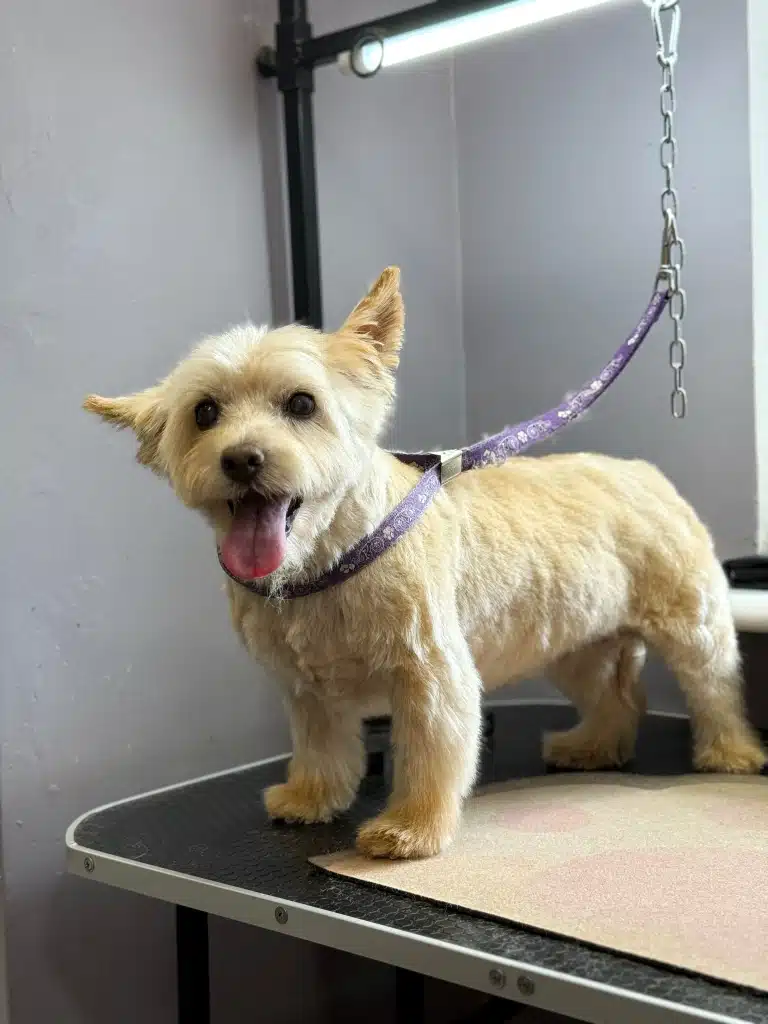 Праве вушко норвіч-тер'єра опущене в той час, як ліве стирчить вверх