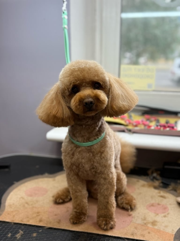 На поверхні килимка, на якому сидить пудель, залишилась купа шерсті