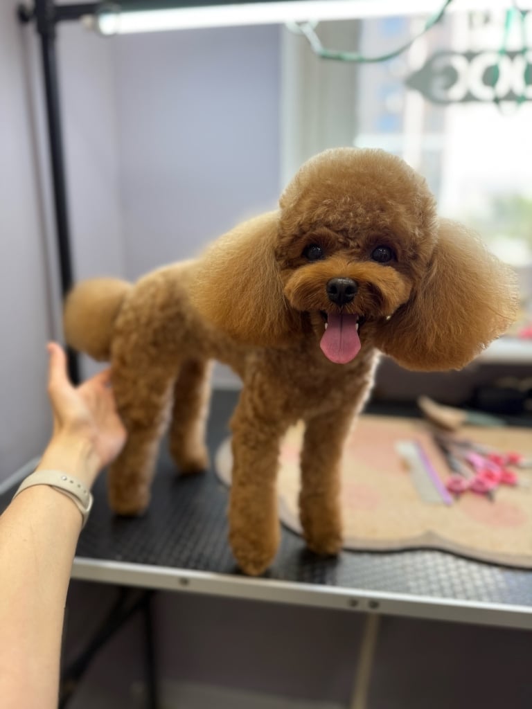 Грумер з бежевим ремінцем на руці притримує під попу пуделя