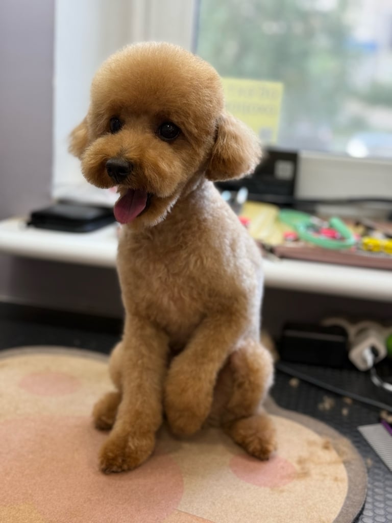 Пудель після стрижки сидить на килимку, на якому залишилось трохи шерсті