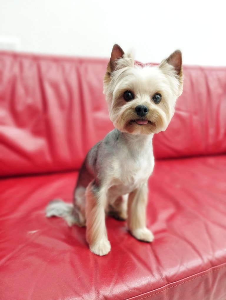 Золотистий йорк з висолопленим кінчиком язика сидить на шкіряному червоному дивані