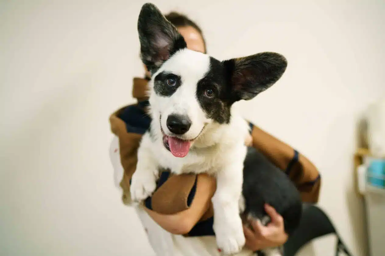 Коргі чорно-білого забарвлення сидить на руках власниці у білій кімнаті