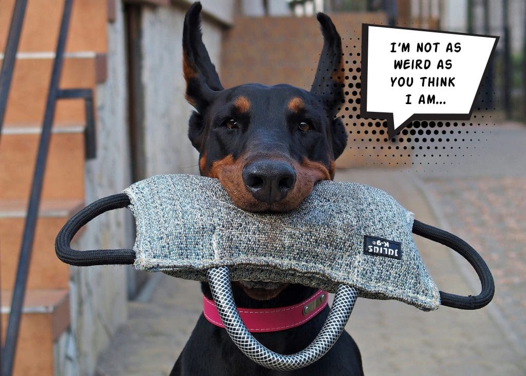 Доберман в рожевому нашийнику тримає в паці велику сіру іграшку в перетяжки