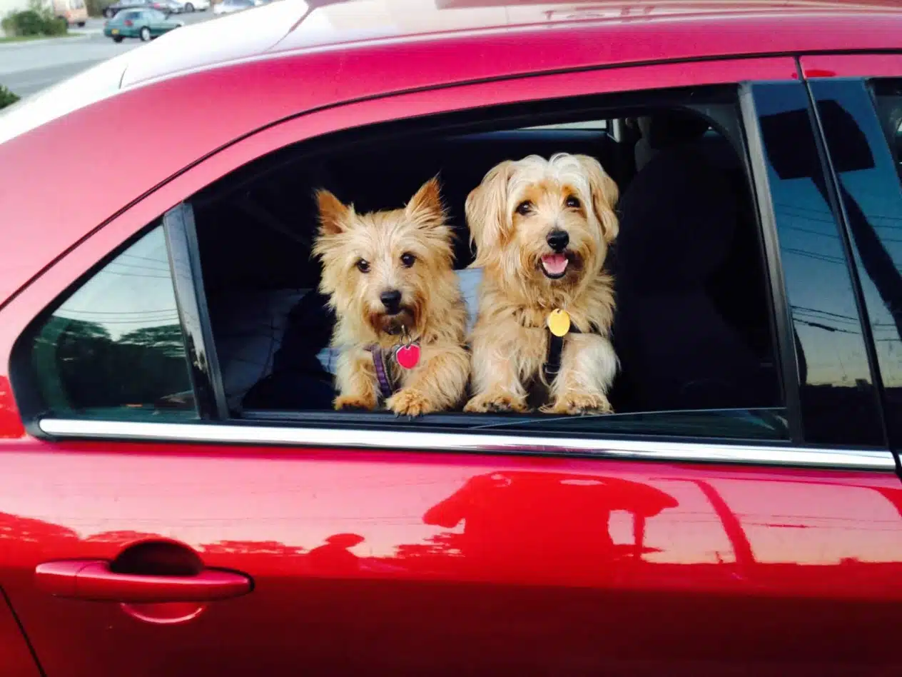 Дві собаки в шлейках виглядають з вікна червоного авто