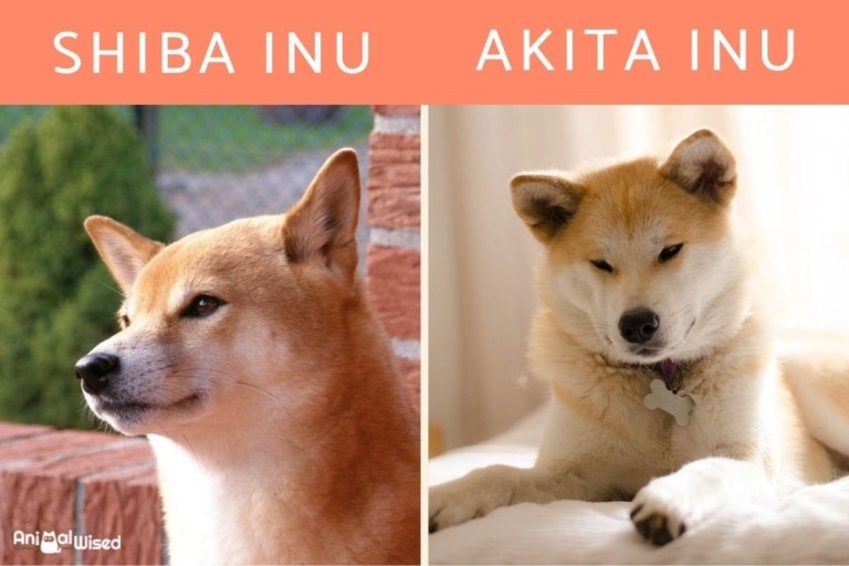Ліворуч мордочка шиба-іну, а праворуч - акіта-іну