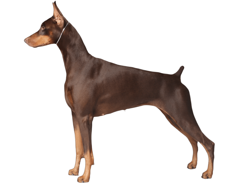 Доберман коричневого забарвлення стоїть в породній стійці, піднявши хвоста вверх