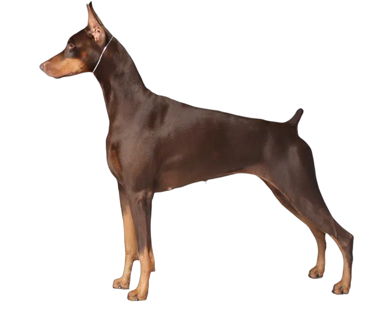 Доберман коричневого забарвлення стоїть в породній стійці, піднявши хвоста вверх