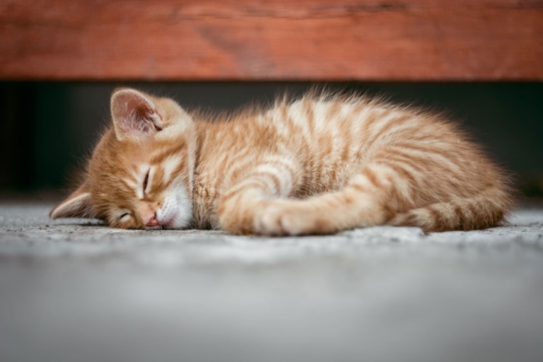 Руде кошеня заснуло під дерев'яним ліжком