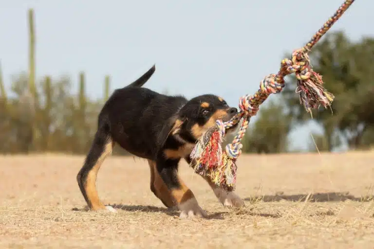 Чорно-коричневе цуценя тягне довгий канат, граючись на сухій траві