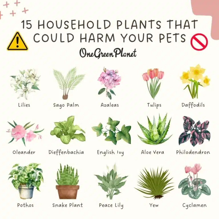 П'ятнадцять намальованих рослин, які не варто тримати в будинку з тваринами