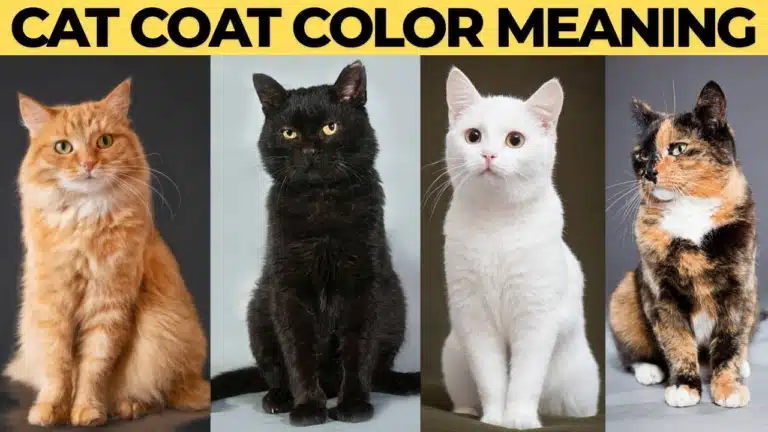 Чотири зображення котів з різним кольором шерсті