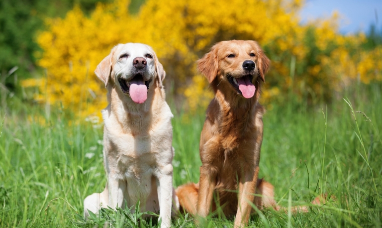 Лабрадор зі спанієлем висолопили язики та мружаться від яскравого сонця