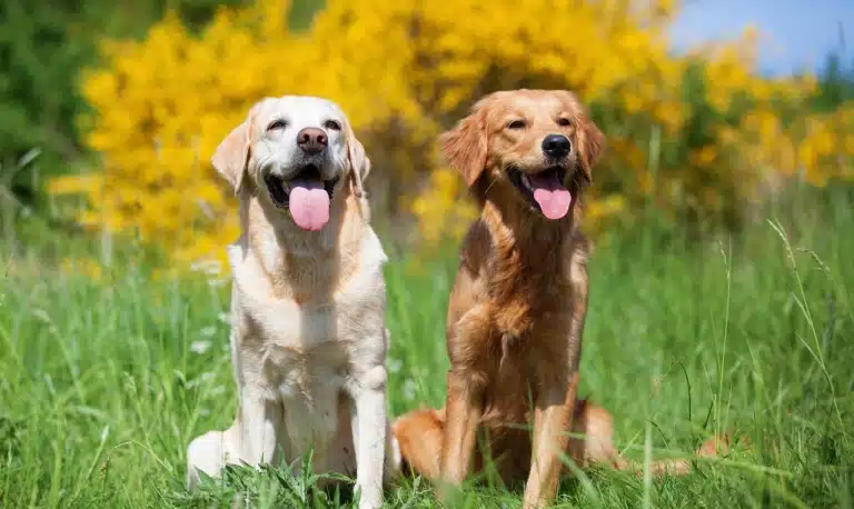 Лабрадор зі спанієлем висолопили язики та мружаться від яскравого сонця
