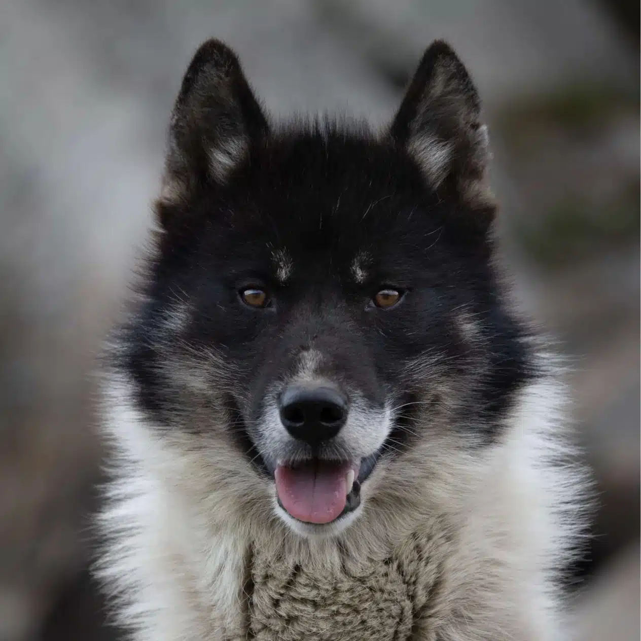 Пес з чорною головою та коричневими очима має світлий тулуб