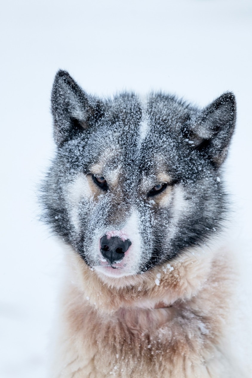 Пес з сірою головою повністю вкритий дрібними сніжинками