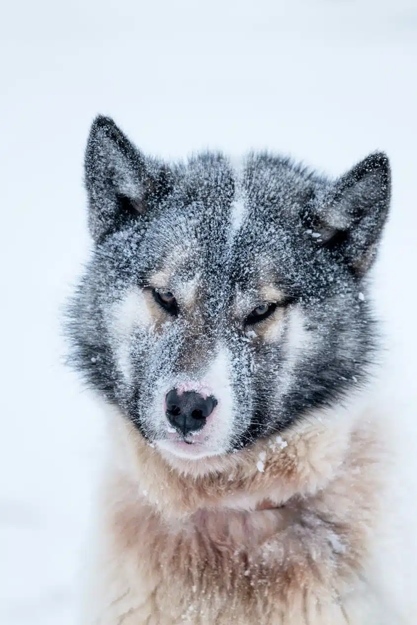 Пес з сірою головою повністю вкритий дрібними сніжинками