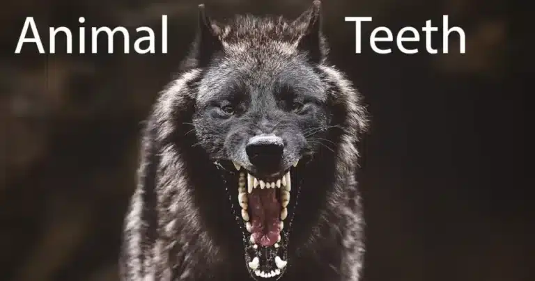 Чорний вовк демонструє весь верхній та нижній ряд зубів